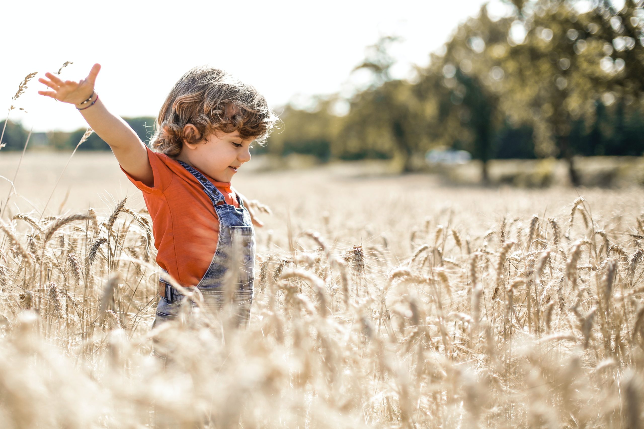 Kid in a wheat field in the summer